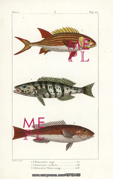 : Squirrelfish, comber and redcoat : Squirrelfish, comber and redcoat