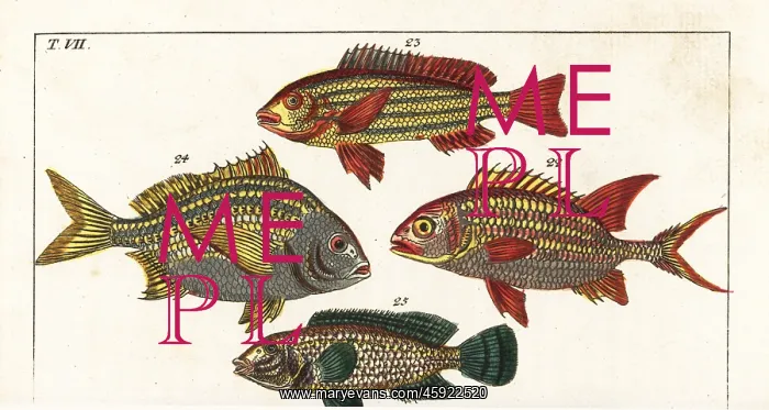 : Squirrelfish, five-lined snapper, Torroto : Squirrelfish, five-lined snapper, Torroto
