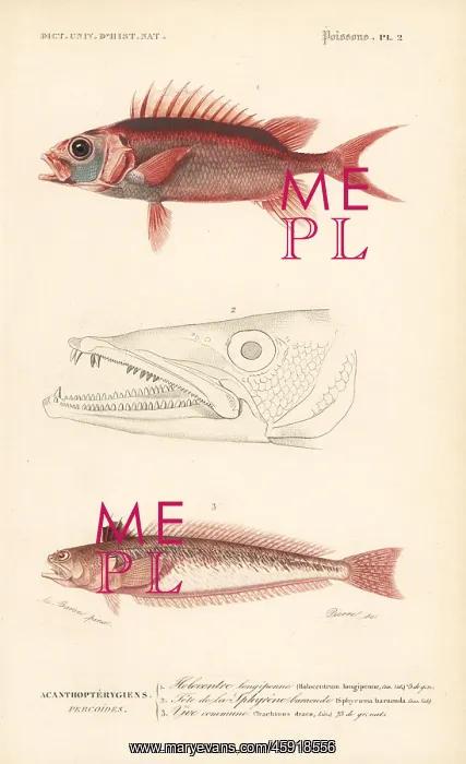 : Squirrelfish and greater weever : Squirrelfish and greater weever