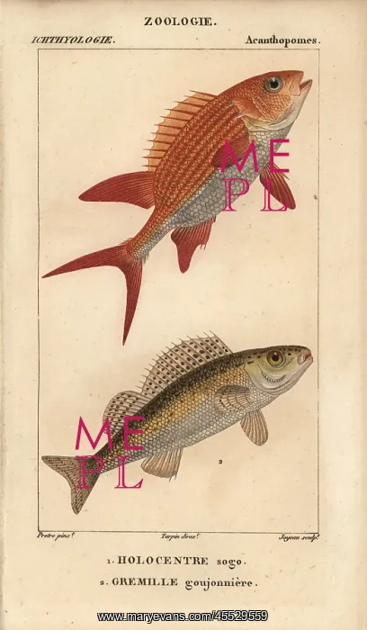 : Squirrelfish, Holocentrus adscensionis, and : Squirrelfish, Holocentrus adscensionis, and