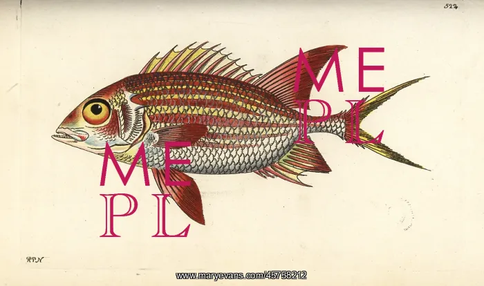 : Squirrelfish, Holocentrus adscensionis : Squirrelfish, Holocentrus adscensionis