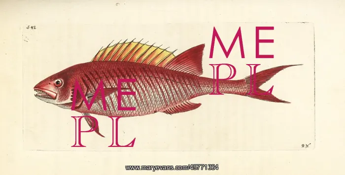 : Squirrelfish, Holocentrus adscensionis : Squirrelfish, Holocentrus adscensionis