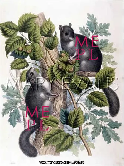  : TWO SQUIRRELS 1860