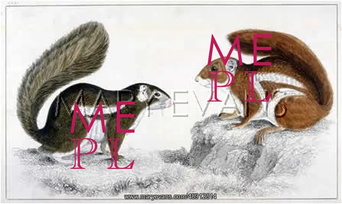 : TWO SQUIRRELS 19C : TWO SQUIRRELS 19C