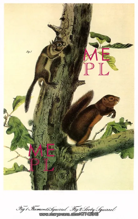  : Two Squirrels