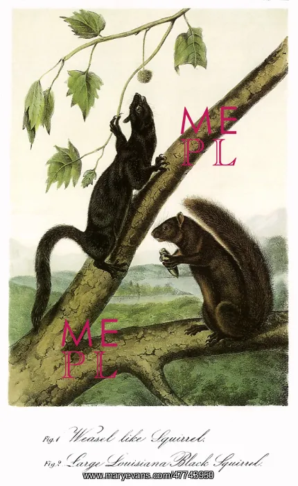 : Squirrels