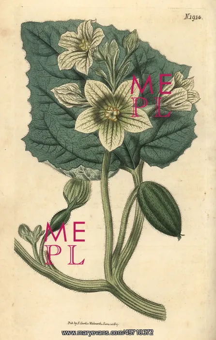 : Squirting cucumber, Ecballium elaterium : Squirting cucumber, Ecballium elaterium