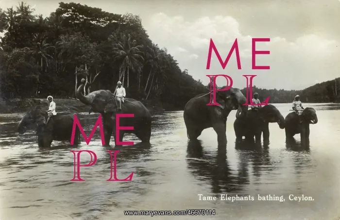 : Sri Lanka - Elephants (with their Mahouts) bathing in river : Sri Lanka - Elephants (with their Mahouts) bathing in river