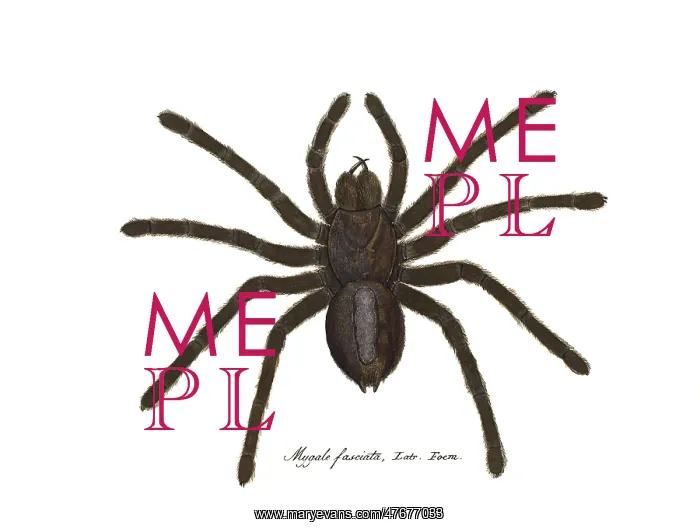 : Sri Lanka Ornamental Tarantula : Sri Lanka Ornamental Tarantula