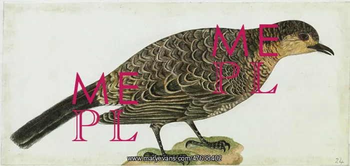 : Sri Lanka Thrush, Zoothera dauma imbricata : Sri Lanka Thrush, Zoothera dauma imbricata