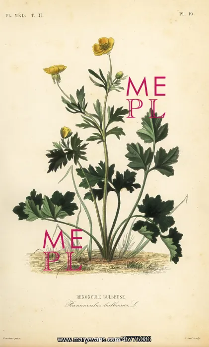  : St. Anthony's turnip or bulbous buttercup
