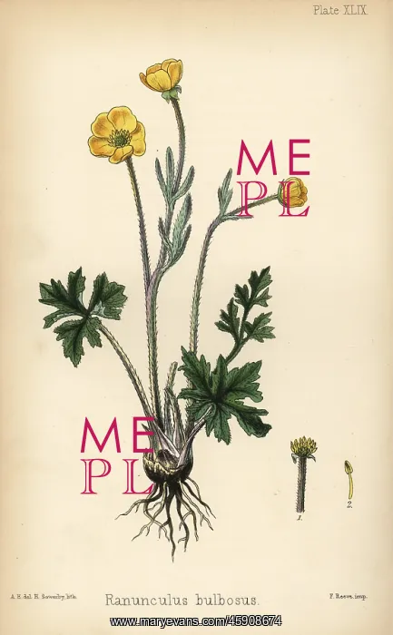 : St. Anthony's turnip or bulbous buttercup : St. Anthony's turnip or bulbous buttercup