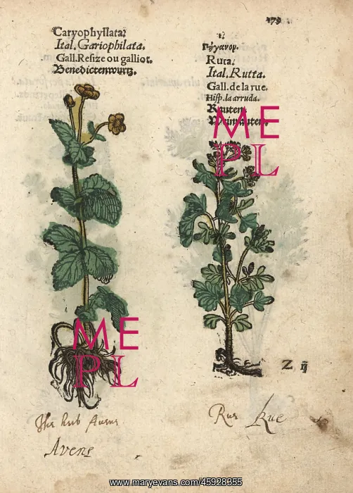 : St. Benedict's Herb, Geum urbanum, and common : St. Benedict's Herb, Geum urbanum, and common