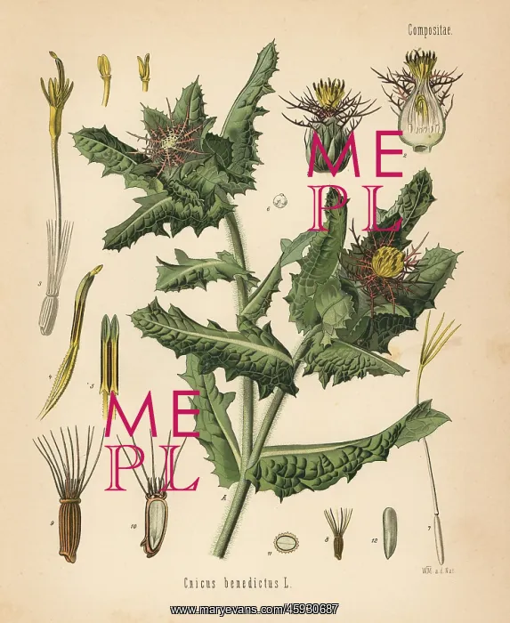 : St. Benedict's thistle, Centaurea benedicta : St. Benedict's thistle, Centaurea benedicta