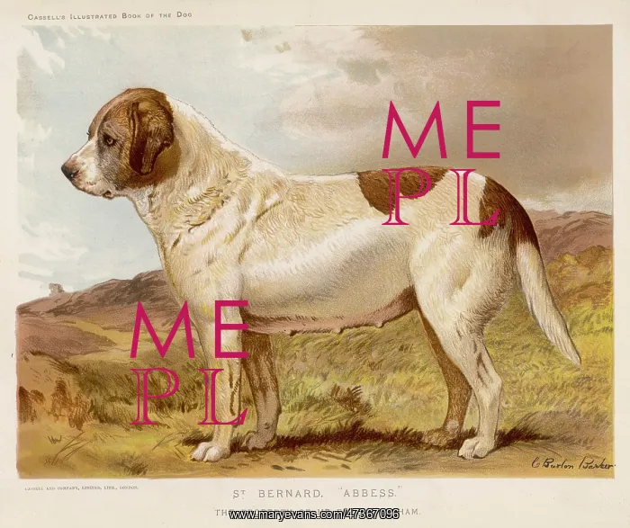  : ST BERNARD (BARBER)