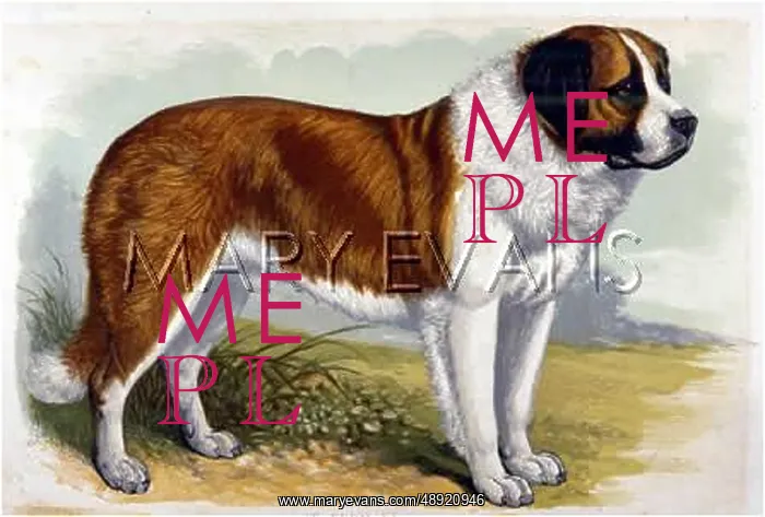  : ST BERNARD (DALZIEL)