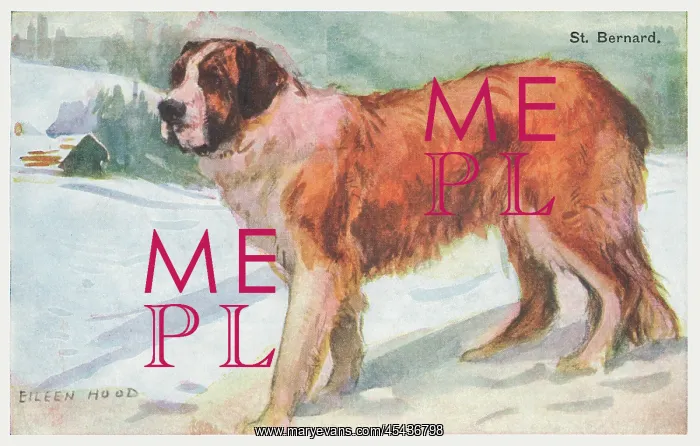 : St Bernard Dog : St Bernard Dog