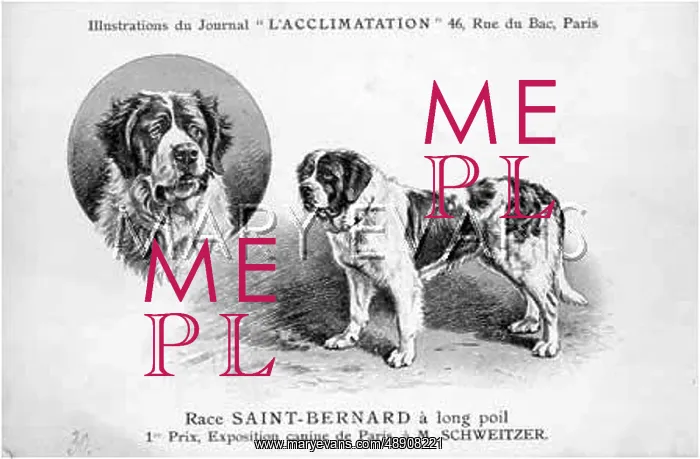  : St Bernard Dog