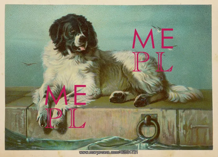  : St Bernard Dog - after Landseer