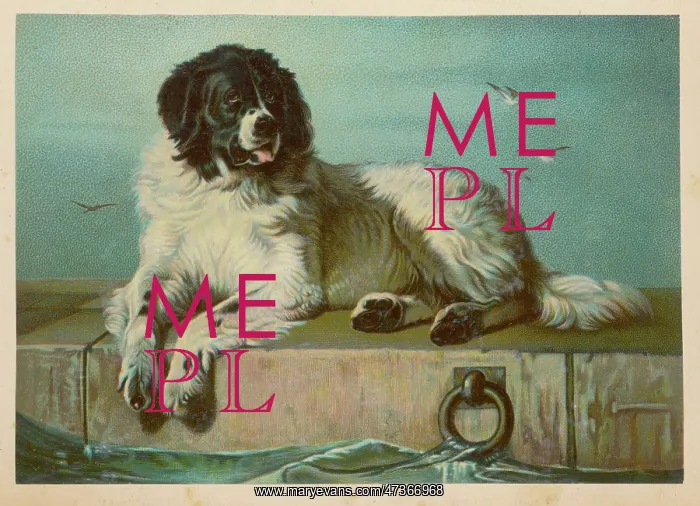  : St Bernard Dog - after Landseer