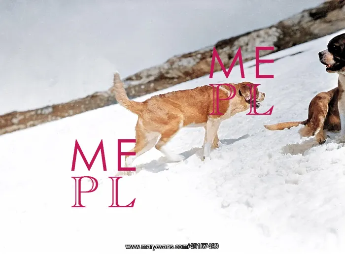 : ST. BERNARD DOGS IN SNOW : ST. BERNARD DOGS IN SNOW