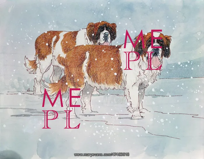  : St Bernard Dogs in Snow