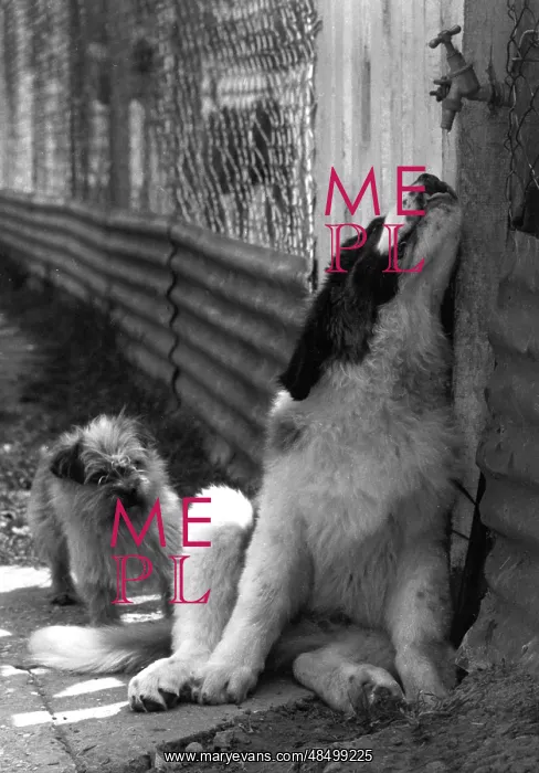 : St Bernard drinking from a tap : St Bernard drinking from a tap