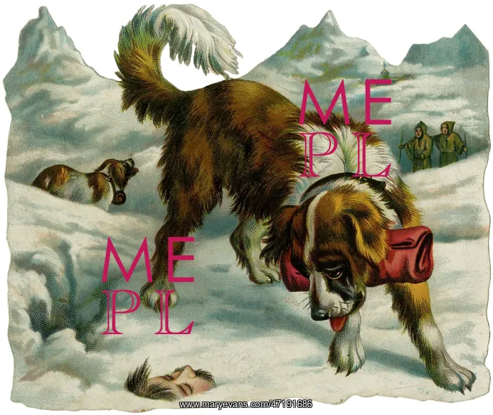  : St Bernard Finds Someone