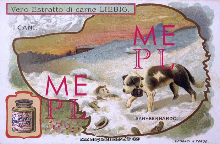  : ST BERNARD FINDS VICTIM