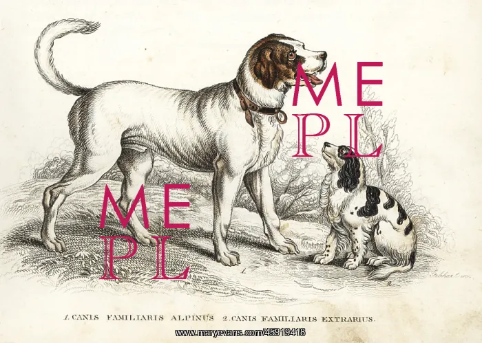 : St. Bernard and King Charles spaniel : St. Bernard and King Charles spaniel