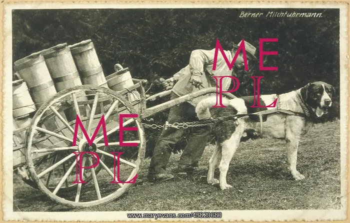: ST BERNARD AND MILK CART : ST BERNARD AND MILK CART