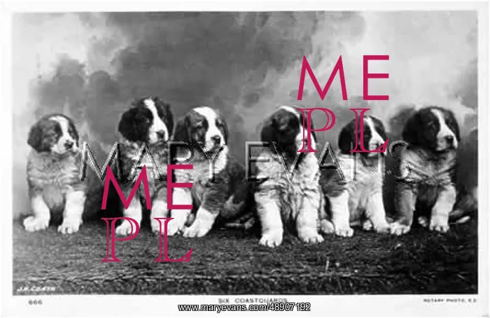  : ST BERNARD PUPS