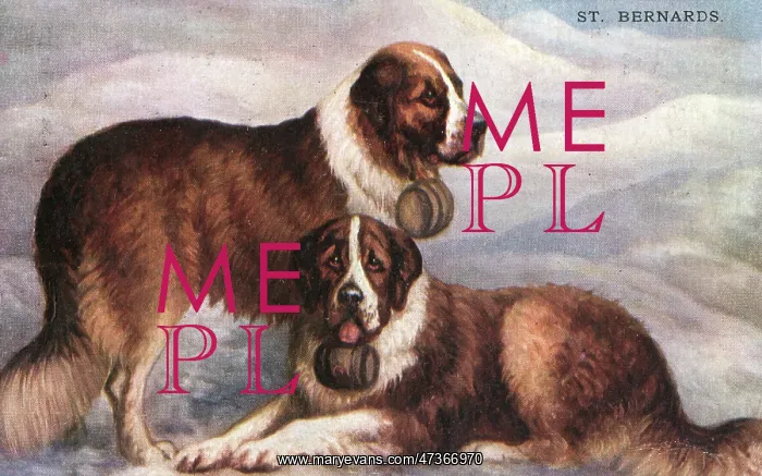  : ST BERNARD RESCUE DOGS