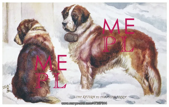  : ST BERNARD RESCUE DOGS
