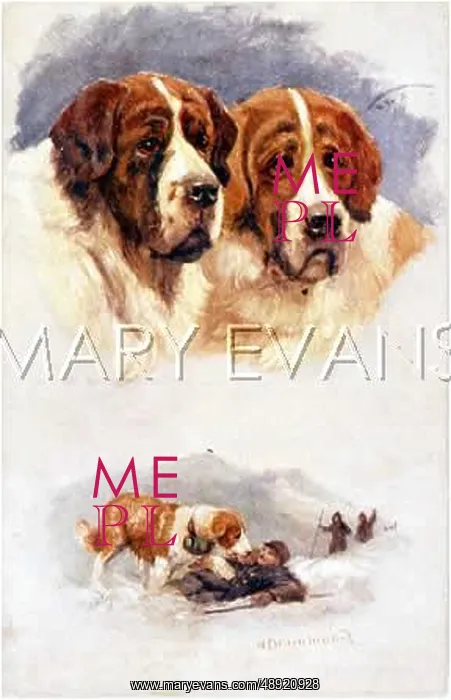  : ST BERNARD RESCUERS