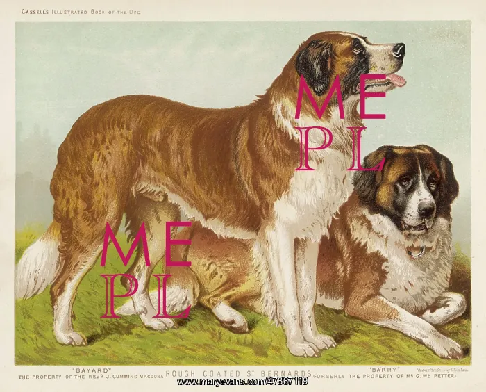 : ST BERNARD (VERO SHAW) : ST BERNARD (VERO SHAW)