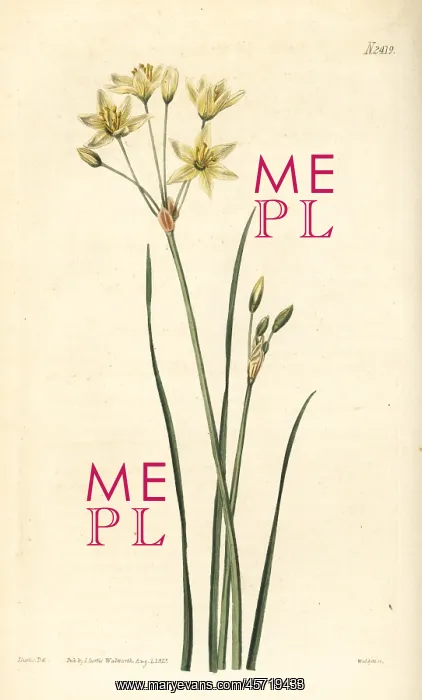 : St Bernard's lily, Anthericum liliago : St Bernard's lily, Anthericum liliago