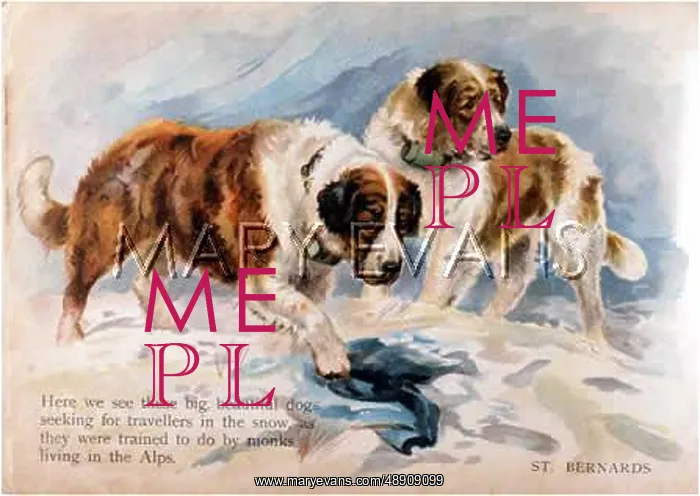 : TWO ST BERNARDS RESCUING : TWO ST BERNARDS RESCUING