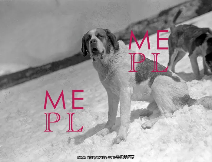  : ST. BERNARDS IN THE SNOW
