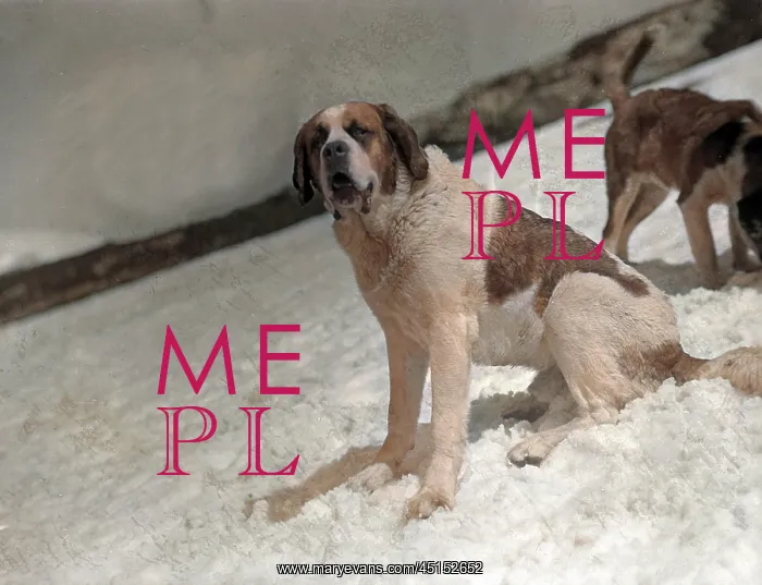 : ST. BERNARDS IN THE SNOW : ST. BERNARDS IN THE SNOW