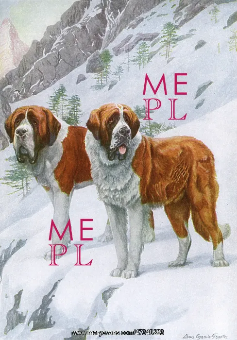 : TWO ST BERNARDS IN SNOW : TWO ST BERNARDS IN SNOW