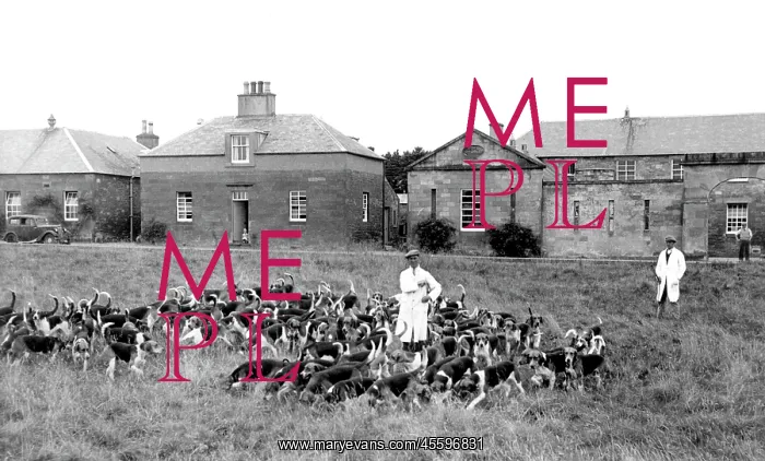  : St Boswells, the Buccleuch Hounds c1955