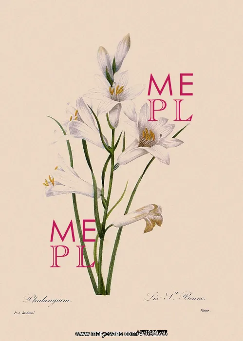 : St. Bruno's Lily : St. Bruno's Lily