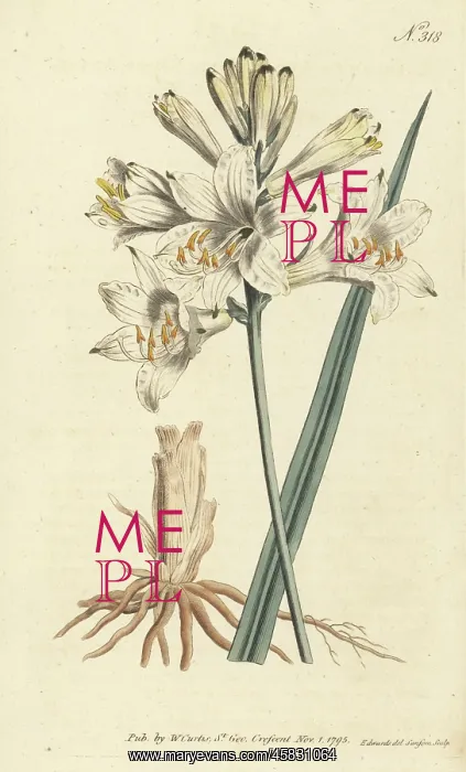 : St. Bruno's lily, Paradisea liliastrum : St. Bruno's lily, Paradisea liliastrum