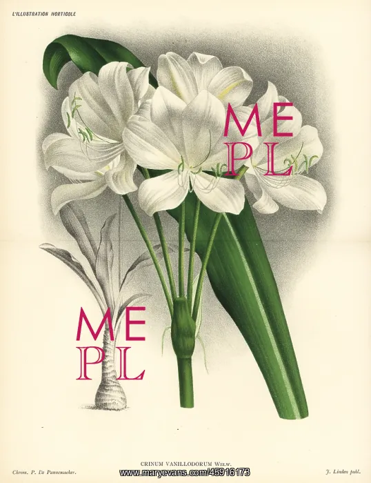 : St. Christopher lily, Crinum jagus : St. Christopher lily, Crinum jagus