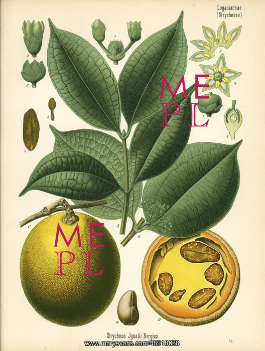 : St. Ignatius bean, Strychnos ignatii : St. Ignatius bean, Strychnos ignatii
