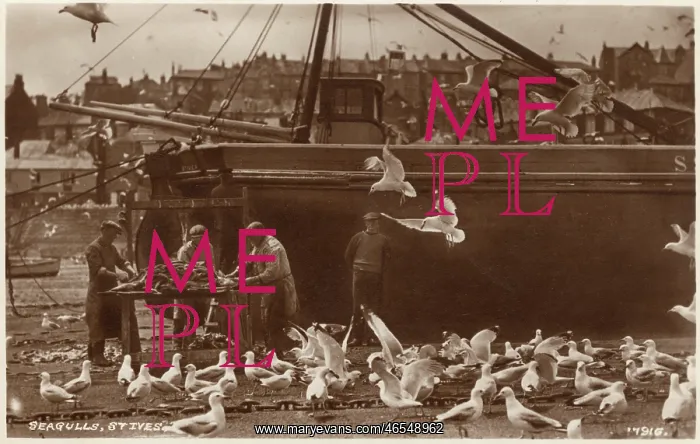 : St. Ives, Cornwall, gutting the catch : St. Ives, Cornwall, gutting the catch