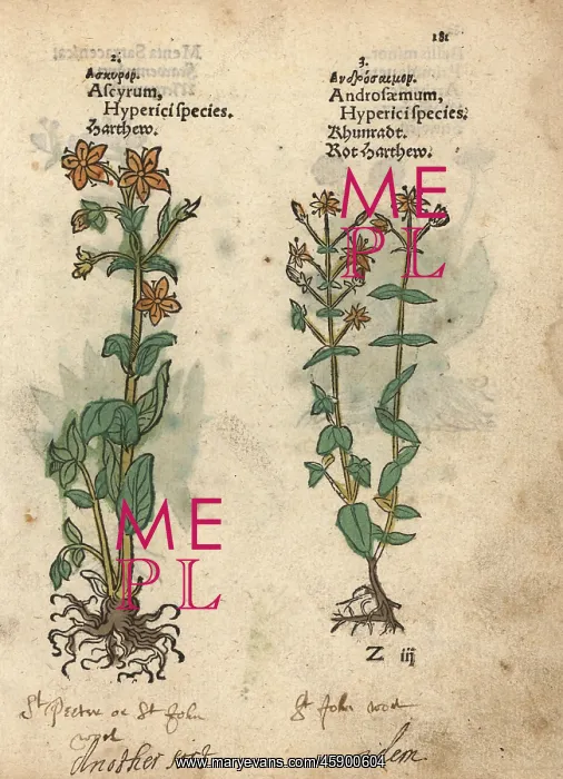 : St. John's wort, Hypericum perforatum : St. John's wort, Hypericum perforatum