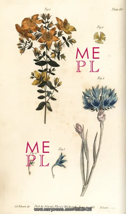 : St. John's wort, Hypericum perforatum, and : St. John's wort, Hypericum perforatum, and