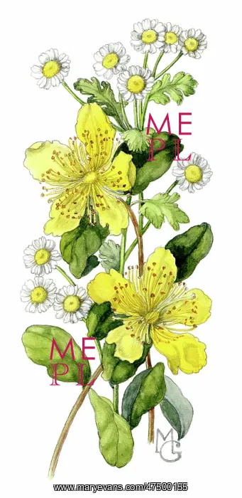  : St. Johns Wort and Matricaria